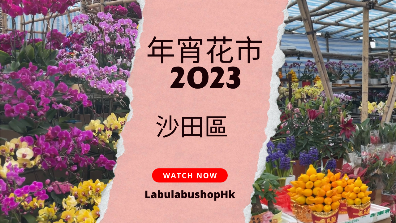 🧨年宵花市2023 | 🐰兔年 | 沙田源禾路年宵市場🧧蘭花最靚?大量靚花大平賣